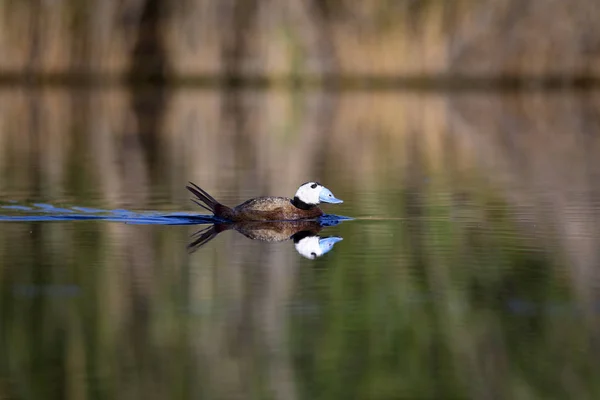 Ördek Gölde Yüzüyor Sevimli Mavi Gagalı Ördek Yeşil Yansımaları Yeşil — Stok fotoğraf