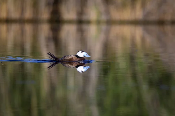 Kacsa Úszás Tóban Aranyos Kék Kiszámlázott Kacsa Zöld Víz Gondolatokkal — Stock Fotó