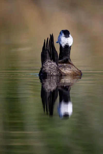 Duck swimming in lake. Cute blue billed duck. Green water reflections. Green nature background. Duck: White headed Duck. Oxyura leucocephala.