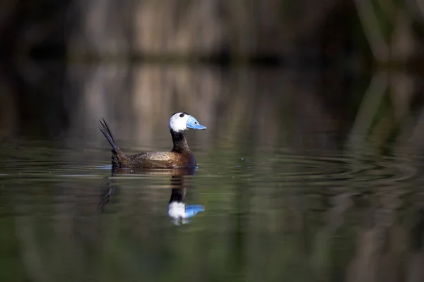 Eend Zwemmen Het Meer Leuke Blauwe Gefactureerde Eend Groen Water — Stockfoto