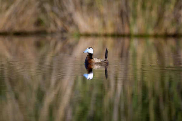 Kacsa Úszás Tóban Aranyos Kék Kiszámlázott Kacsa Zöld Víz Gondolatokkal — Stock Fotó
