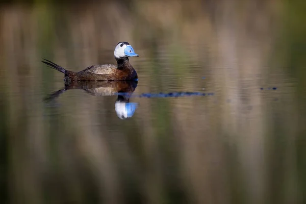 鸭子在湖里游泳 可爱的蓝色收费鸭 绿水反射 绿色自然背景 白头鸭 Oxyura 白头脑 — 图库照片