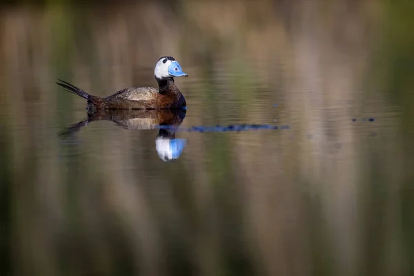 湖で泳ぐアヒル かわいい青い請求アヒル 緑色の水の反射 緑の自然の背景 アヒル 白い頭のアヒル オキシウラ ロイコセファラ — ストック写真