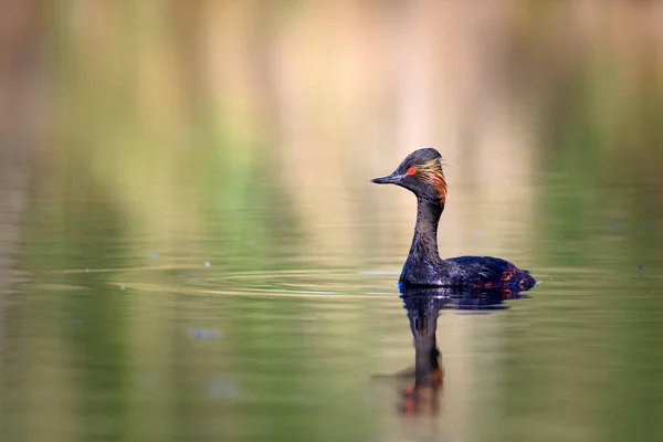 Water and swimming bird. Swimming grebe. Yellow green water background. Bird: Black necked Grebe. Podiceps nigricollis.