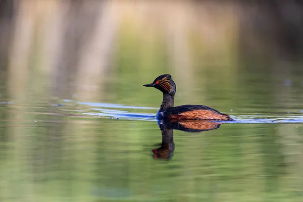 Eau Oiseau Nageur Grèbe Nageur Fond Eau Jaune Vert Oiseau — Photo