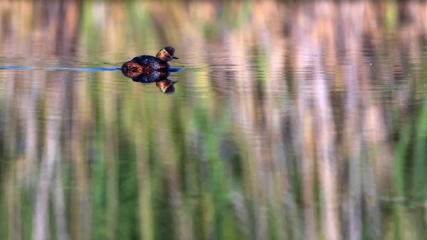 Wasser Und Schwimmvogel Schwimmtaucher Gelb Grüner Wasserhintergrund Vogel Schwarzhalstaucher Podiceps — Stockfoto