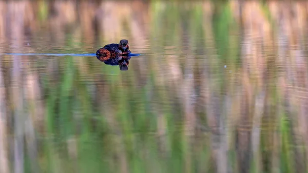 Víz Úszómadár Úszás Grebe Sárga Zöld Víz Háttere Madár Fekete — Stock Fotó