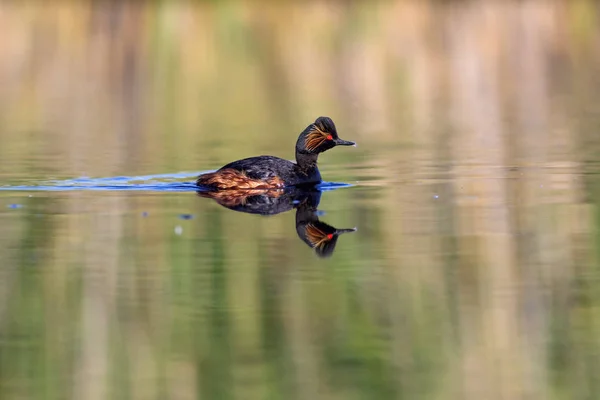 Água Pássaro Nadador Grebe Natação Fundo Água Verde Amarelo Grebe — Fotografia de Stock