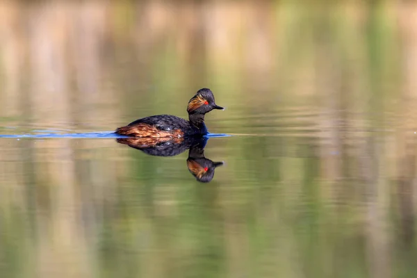 Wasser Und Schwimmvogel Schwimmtaucher Gelb Grüner Wasserhintergrund Vogel Schwarzhalstaucher Podiceps — Stockfoto