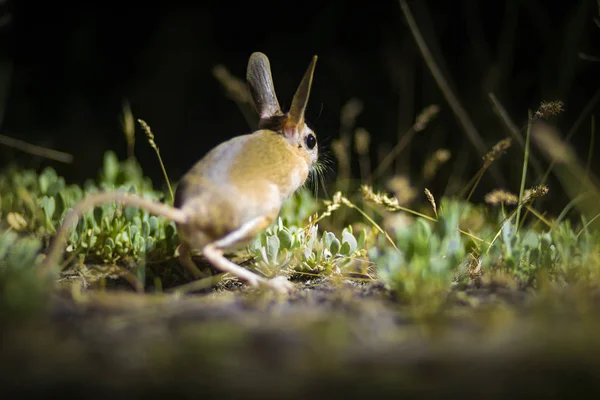 Cute animal. Williams Jerboa, Allactaga williamsi. Green nature habitat background. Kayseri Sultansazligi Turkey.