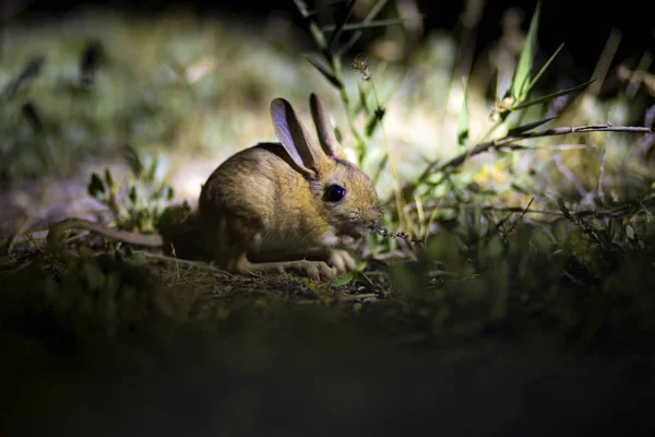 Cute animal. Williams Jerboa, Allactaga williamsi. Green nature habitat background. Kayseri Sultansazligi Turkey.