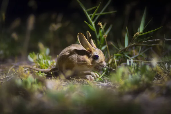 かわいい動物ウィリアムズ ジャーボア アラクタガ ウィリアムズ緑の自然の生息地の背景 カイセリ スルタンサズリギ トルコ — ストック写真