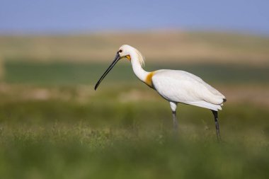 Beyaz büyük bir ot. Yeşil mavi doğa habitat arka plan. Ot: Avrasya Kaşıkçı. Platalea leucorodia.