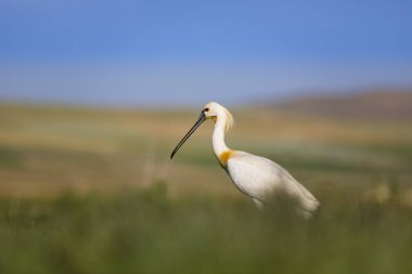 Beyaz büyük bir ot. Yeşil mavi doğa habitat arka plan. Ot: Avrasya Kaşıkçı. Platalea leucorodia.