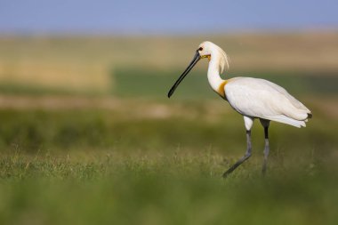 Beyaz büyük bir ot. Yeşil mavi doğa habitat arka plan. Ot: Avrasya Kaşıkçı. Platalea leucorodia.