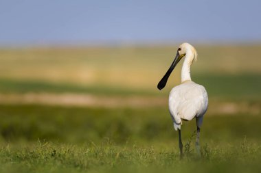 Beyaz büyük bir ot. Yeşil mavi doğa habitat arka plan. Ot: Avrasya Kaşıkçı. Platalea leucorodia.