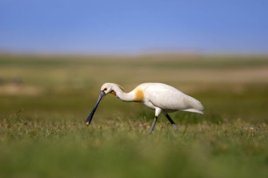 Beyaz büyük bir ot. Yeşil mavi doğa habitat arka plan. Ot: Avrasya Kaşıkçı. Platalea leucorodia.