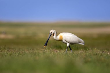 Beyaz büyük bir ot. Yeşil mavi doğa habitat arka plan. Ot: Avrasya Kaşıkçı. Platalea leucorodia.