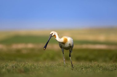 Beyaz büyük bir ot. Yeşil mavi doğa habitat arka plan. Ot: Avrasya Kaşıkçı. Platalea leucorodia.