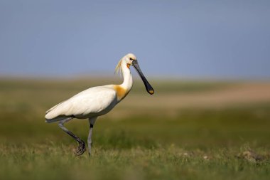 Beyaz büyük bir ot. Yeşil mavi doğa habitat arka plan. Ot: Avrasya Kaşıkçı. Platalea leucorodia.