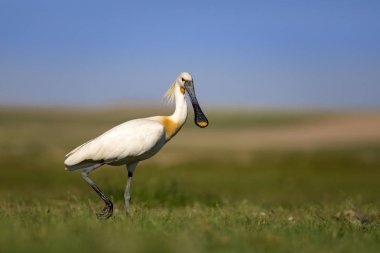 Beyaz büyük bir ot. Yeşil mavi doğa habitat arka plan. Ot: Avrasya Kaşıkçı. Platalea leucorodia.