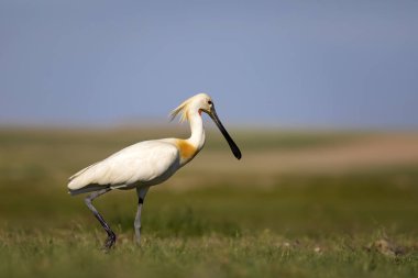 Beyaz büyük bir ot. Yeşil mavi doğa habitat arka plan. Ot: Avrasya Kaşıkçı. Platalea leucorodia.
