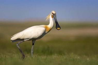Beyaz büyük bir ot. Yeşil mavi doğa habitat arka plan. Ot: Avrasya Kaşıkçı. Platalea leucorodia.