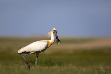 Beyaz büyük bir ot. Yeşil mavi doğa habitat arka plan. Ot: Avrasya Kaşıkçı. Platalea leucorodia.