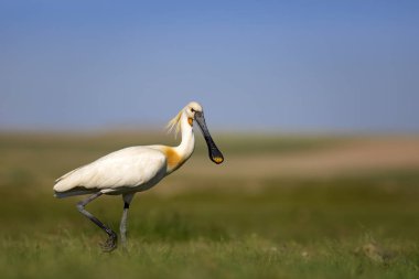 Beyaz büyük bir ot. Yeşil mavi doğa habitat arka plan. Ot: Avrasya Kaşıkçı. Platalea leucorodia.