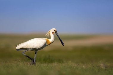 Beyaz büyük bir ot. Yeşil mavi doğa habitat arka plan. Ot: Avrasya Kaşıkçı. Platalea leucorodia.