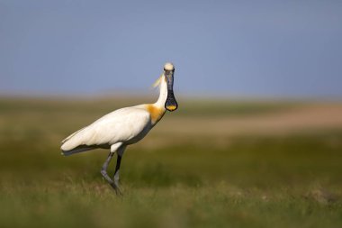 Beyaz büyük bir ot. Yeşil mavi doğa habitat arka plan. Ot: Avrasya Kaşıkçı. Platalea leucorodia.