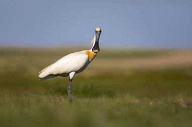 Beyaz büyük bir ot. Yeşil mavi doğa habitat arka plan. Ot: Avrasya Kaşıkçı. Platalea leucorodia.