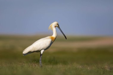 Beyaz büyük bir ot. Yeşil mavi doğa habitat arka plan. Ot: Avrasya Kaşıkçı. Platalea leucorodia.