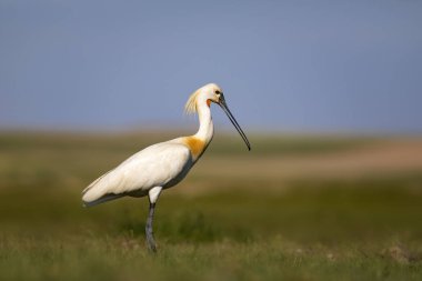 Beyaz büyük bir ot. Yeşil mavi doğa habitat arka plan. Ot: Avrasya Kaşıkçı. Platalea leucorodia.