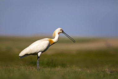 Beyaz büyük bir ot. Yeşil mavi doğa habitat arka plan. Ot: Avrasya Kaşıkçı. Platalea leucorodia.