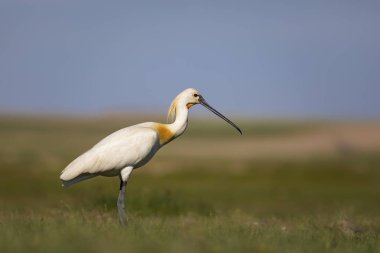 Beyaz büyük bir ot. Yeşil mavi doğa habitat arka plan. Ot: Avrasya Kaşıkçı. Platalea leucorodia.
