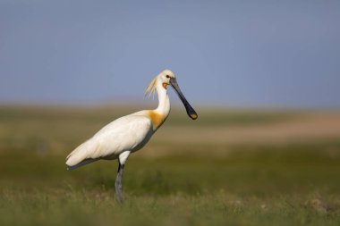 Beyaz büyük bir ot. Yeşil mavi doğa habitat arka plan. Ot: Avrasya Kaşıkçı. Platalea leucorodia.