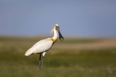 Beyaz büyük bir ot. Yeşil mavi doğa habitat arka plan. Ot: Avrasya Kaşıkçı. Platalea leucorodia.
