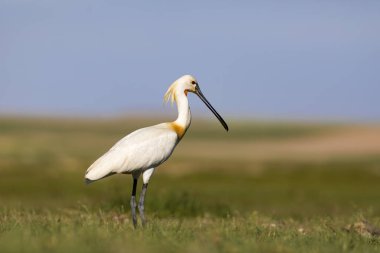 Beyaz büyük bir ot. Yeşil mavi doğa habitat arka plan. Ot: Avrasya Kaşıkçı. Platalea leucorodia.