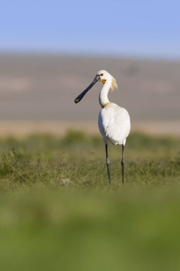 Beyaz büyük bir ot. Yeşil mavi doğa habitat arka plan. Ot: Avrasya Kaşıkçı. Platalea leucorodia.