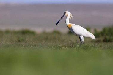 Beyaz büyük bir ot. Yeşil mavi doğa habitat arka plan. Ot: Avrasya Kaşıkçı. Platalea leucorodia.