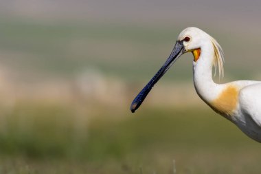 Beyaz büyük bir ot. Yeşil mavi doğa habitat arka plan. Ot: Avrasya Kaşıkçı. Platalea leucorodia.