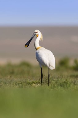 Beyaz büyük bir ot. Yeşil mavi doğa habitat arka plan. Ot: Avrasya Kaşıkçı. Platalea leucorodia.