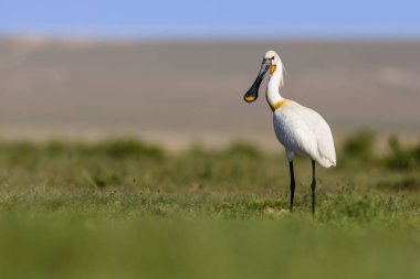 Beyaz büyük bir ot. Yeşil mavi doğa habitat arka plan. Ot: Avrasya Kaşıkçı. Platalea leucorodia.