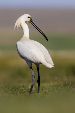 Beyaz büyük bir ot. Yeşil mavi doğa habitat arka plan. Ot: Avrasya Kaşıkçı. Platalea leucorodia.