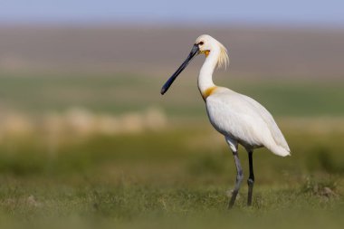 Beyaz büyük bir ot. Yeşil mavi doğa habitat arka plan. Ot: Avrasya Kaşıkçı. Platalea leucorodia.