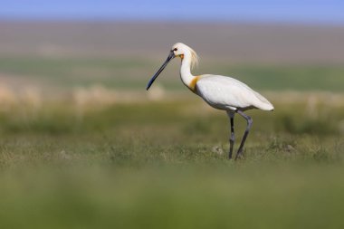 Beyaz büyük bir ot. Yeşil mavi doğa habitat arka plan. Ot: Avrasya Kaşıkçı. Platalea leucorodia.