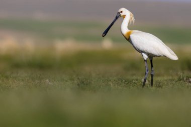 Beyaz büyük bir ot. Yeşil mavi doğa habitat arka plan. Ot: Avrasya Kaşıkçı. Platalea leucorodia.
