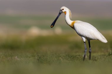 Beyaz büyük bir ot. Yeşil mavi doğa habitat arka plan. Ot: Avrasya Kaşıkçı. Platalea leucorodia.