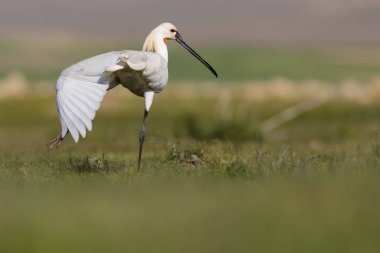 Beyaz büyük bir ot. Yeşil mavi doğa habitat arka plan. Ot: Avrasya Kaşıkçı. Platalea leucorodia.